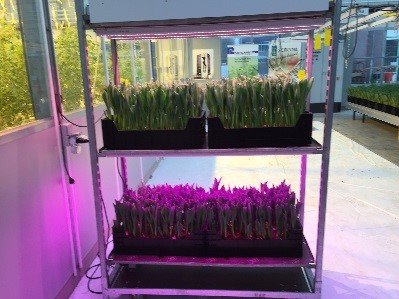 Tuinbouw battle